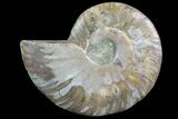 Agatized Ammonite Fossil (Half) - Madagascar #83808-1